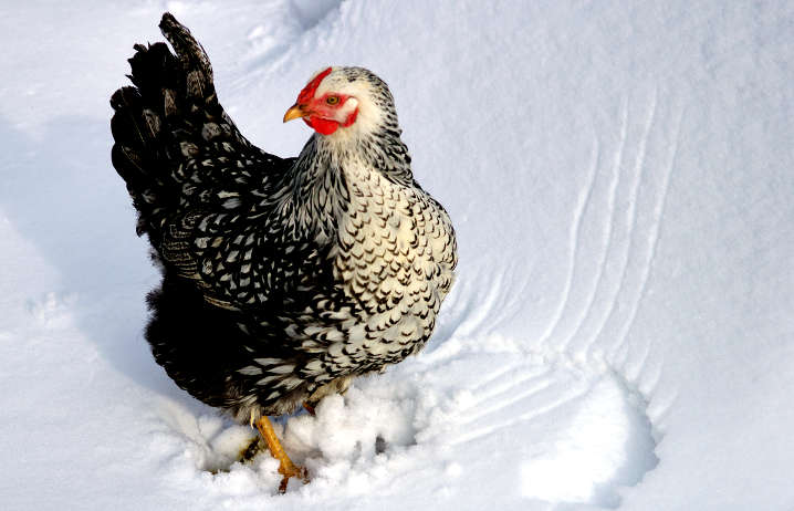 Chicken In Snow